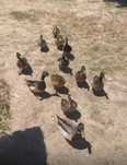 Pato - Real , pequenos e adultos