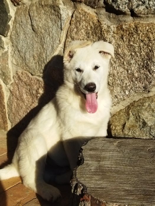 Biały owczarek szwajcarski pies