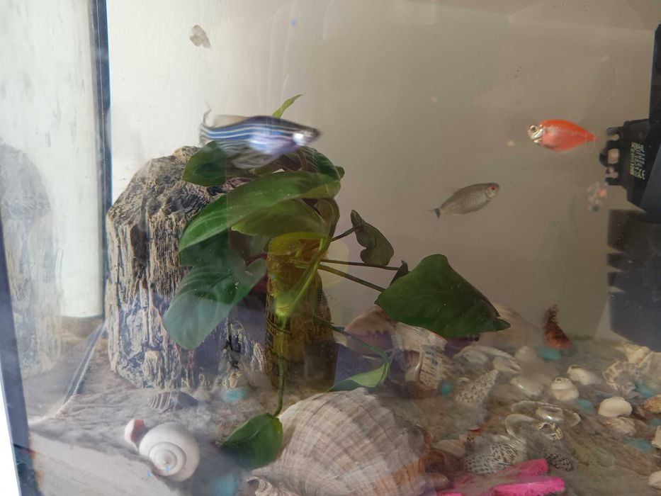 Akwarium z rybkami filtr  rośliny glonojad