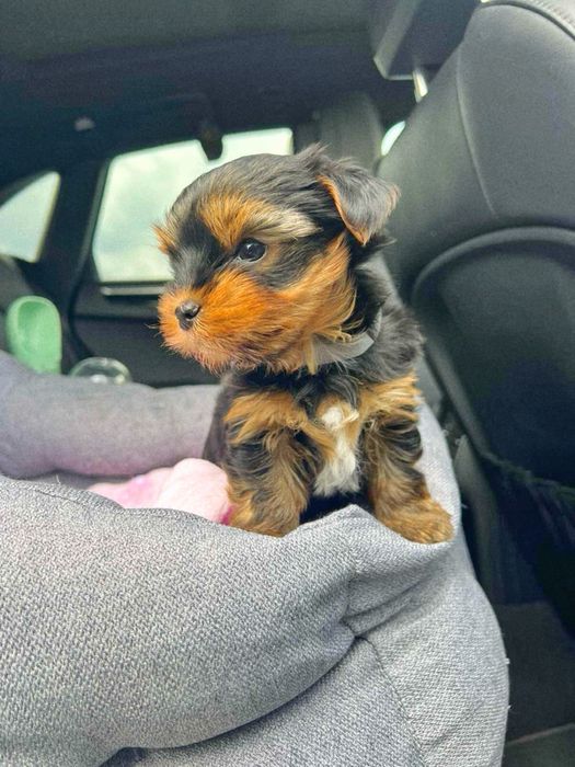 Йорки мікро