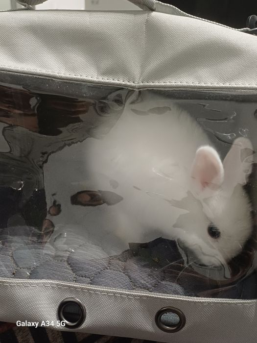 Vendo coelho mini toy