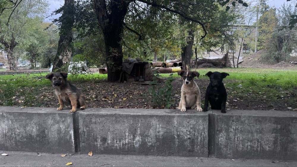 Щенки Цуценята бесплатно