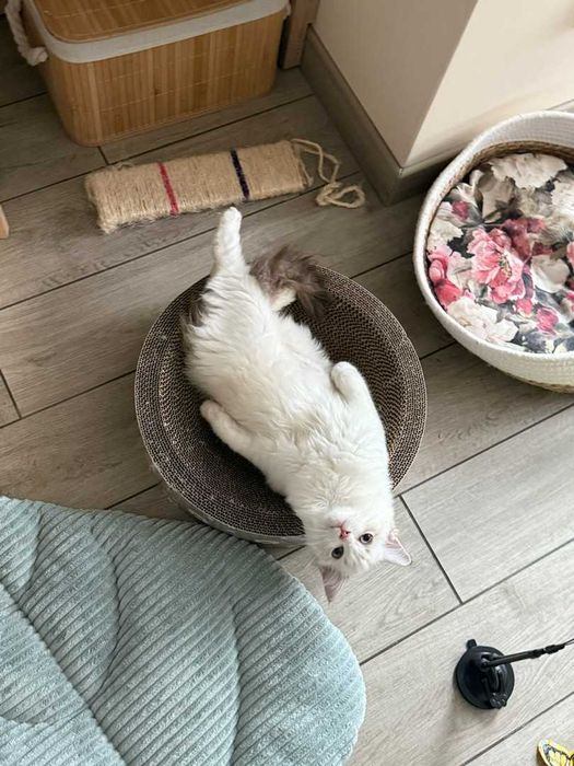Ragdoll - Kotka z rodowodem Lazurowe Łapki*PL - Eowinka