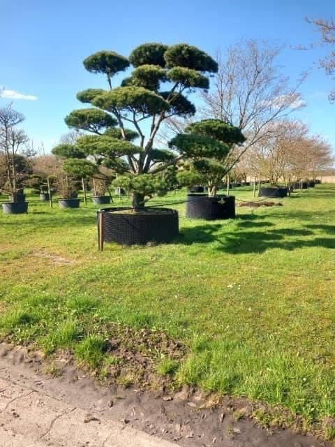 Bonsai-Niwaki Sosna Cis Jałowiec.  Cyprys szmaragd katalpa klon jodła.