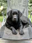 Czarna suczka Labrador Retriever