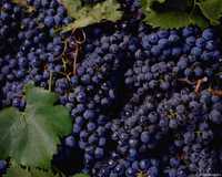 Саженцы и ягоды виноград винный черноплодный