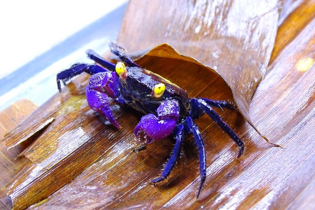 Krab Geosesarama sp. Vampire