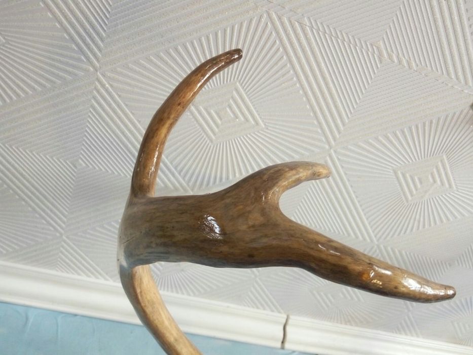 Рога оленя на медальоне