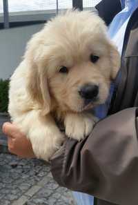 Golden Retriever c/ LOP Descendente de Campeões