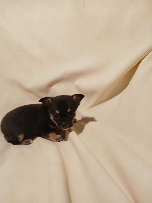 Chihuahua suczka z rodowodem