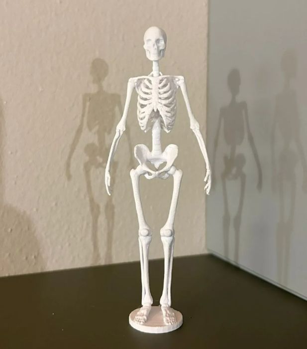 Anatomia Esqueleto Humano - Decoração