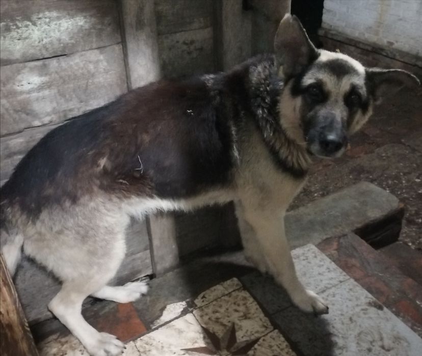 Московська сторожова + Німецька вівчарка