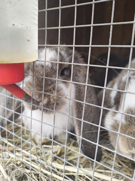 Króliki na sprzedaż