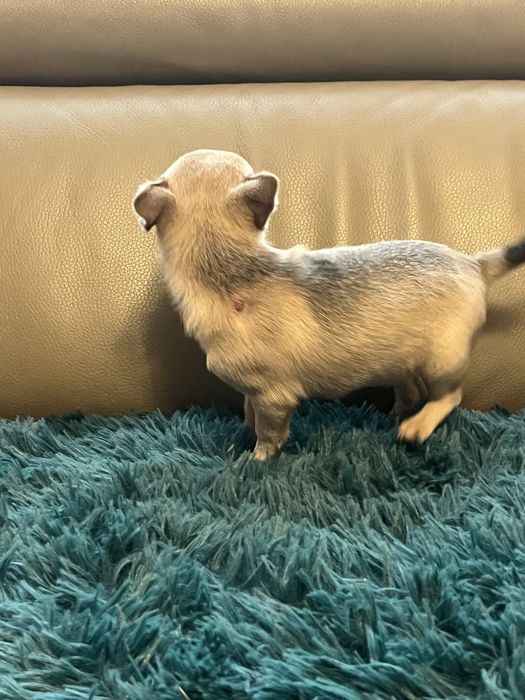 Chihuahua niebiesko podpalana suczka do odbioru