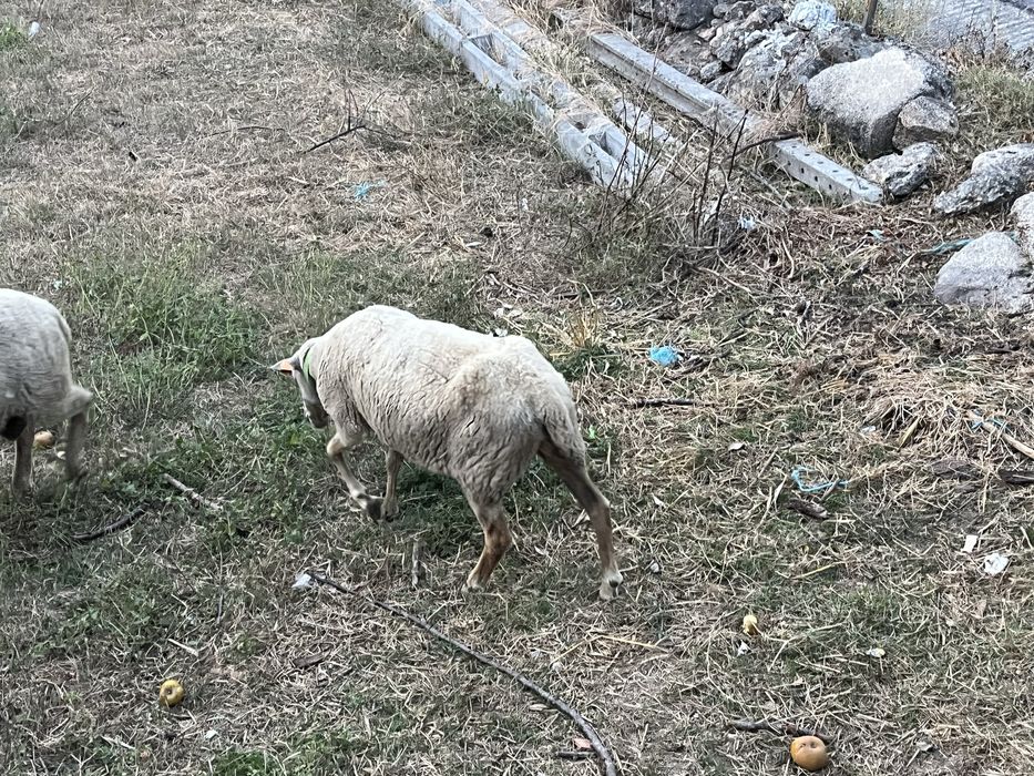 Ovelha lacaune pura