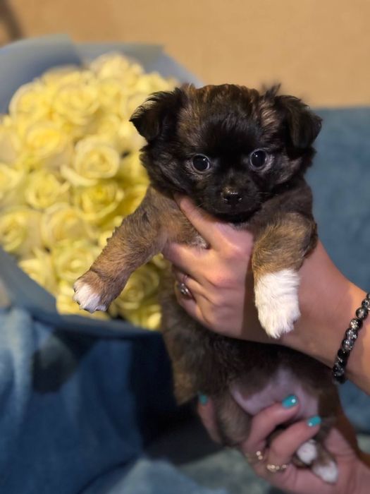 Чистокровна довгошерсна чіхуахуа