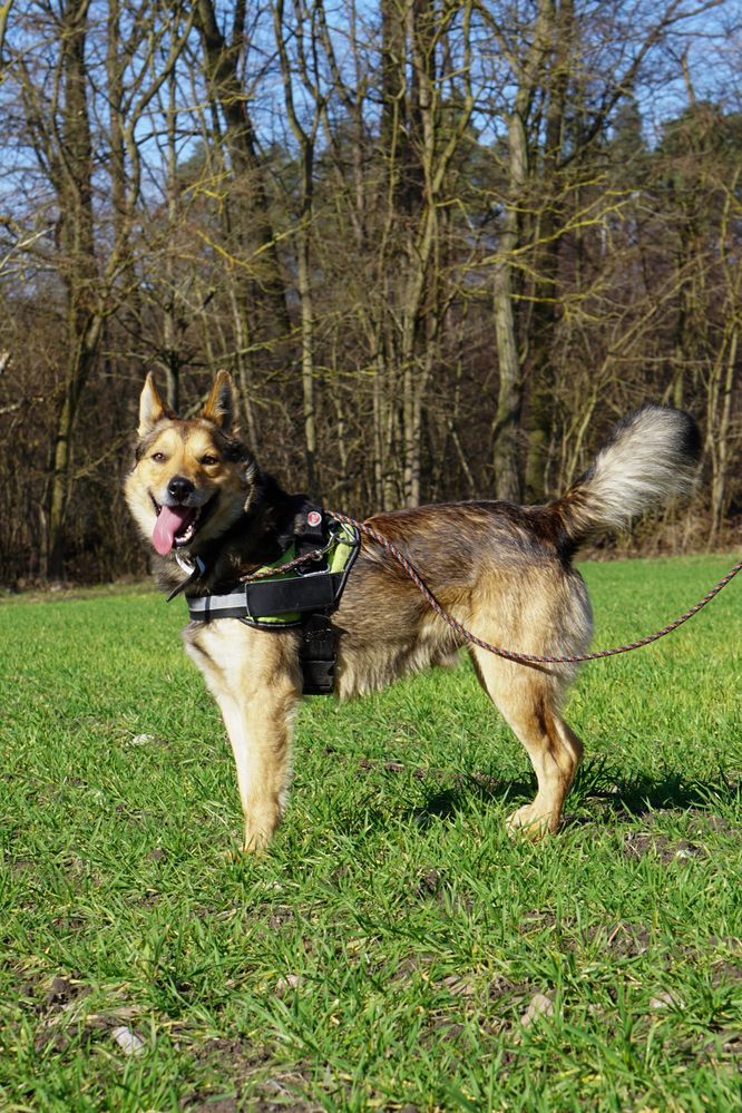 JOGI cudowny pies do pilnej adopcji!!!