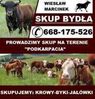 Skup bydła,żywca,zwierząt,krów,krowa,byk,jałówka, jałówek,byków, bydło