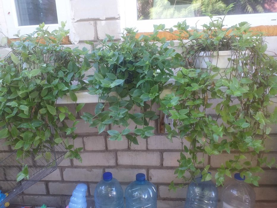 Традесканция зеленая