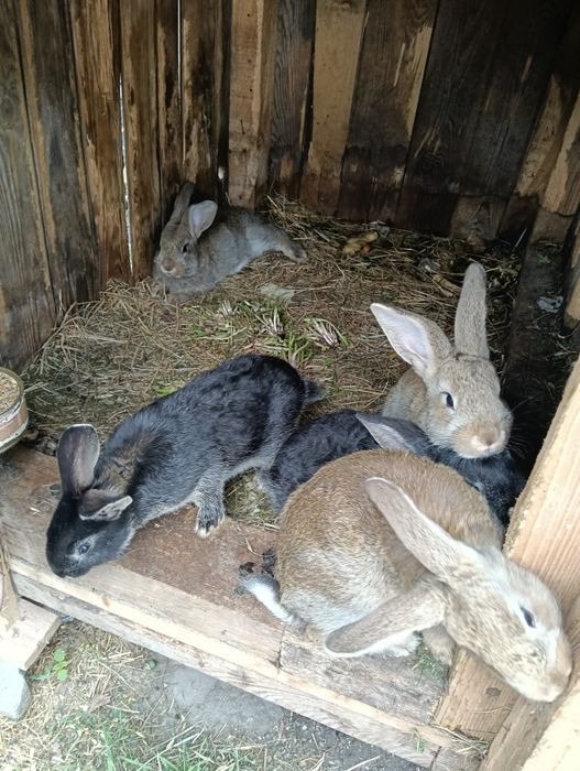 Króliki do sprzedania