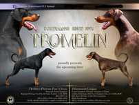 Doberman piesek FCI .