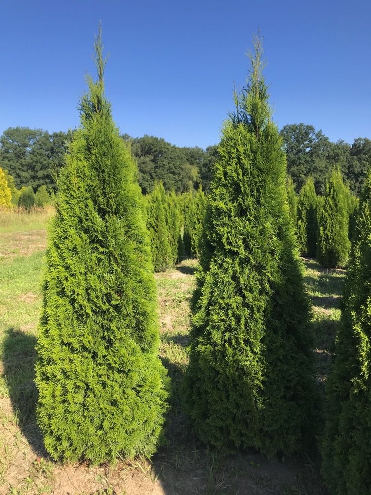 Tuja Thuja Żywotnik „Szmaragd” 310- 320 cm Szkółka WROCŁAW