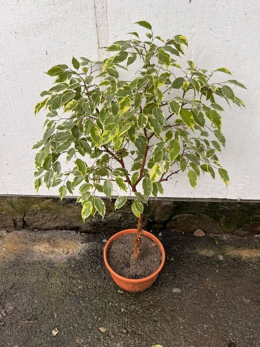 Драцена санрайз шлюмберга фікус сансевієрія маранта і