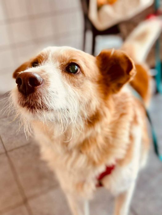 Piesek do Adopcji