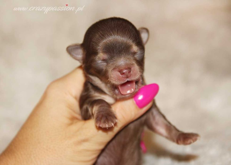 Maleńki długowłosy chihuahua NUGAT Crazy Passion FCI