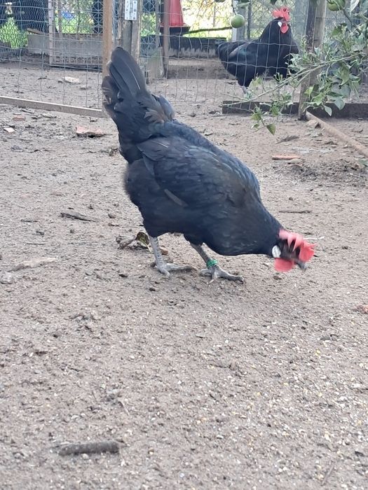 Galinhas castelhanas