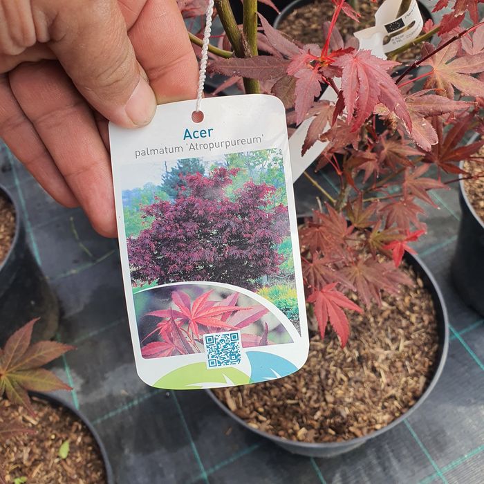 Клён остролистный японский красный желтый