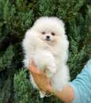 Szpic miniaturowy Pomeranian Zkwp FCI Miś suczka