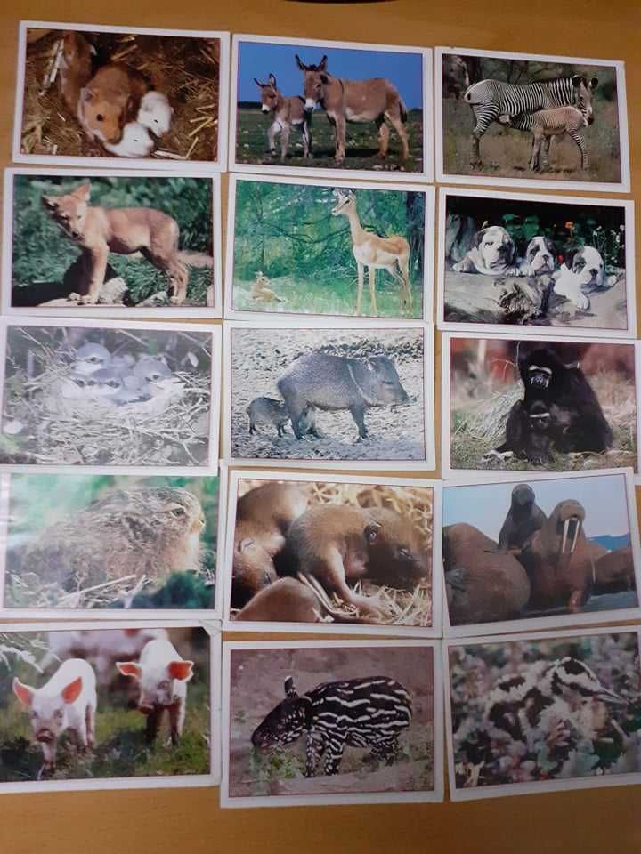 Cromos da Panini Baby animals