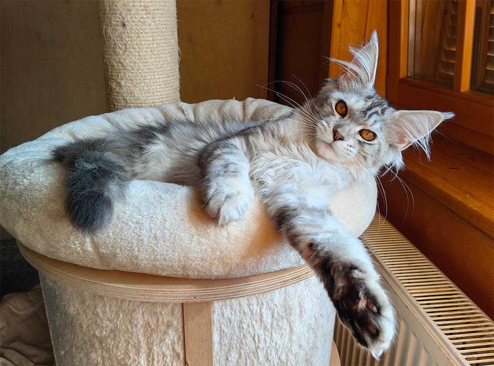 Kotka Maine Coon srebrzysta szylkretka FPL/FIFe gotowa do odbioru