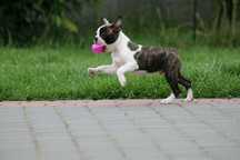 Śliczny chłopiec Boston Terrier FCI