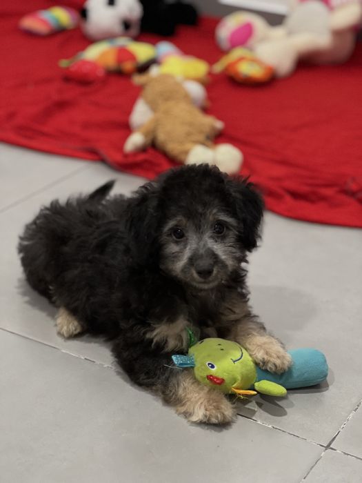 Caniche fêmea Cinza