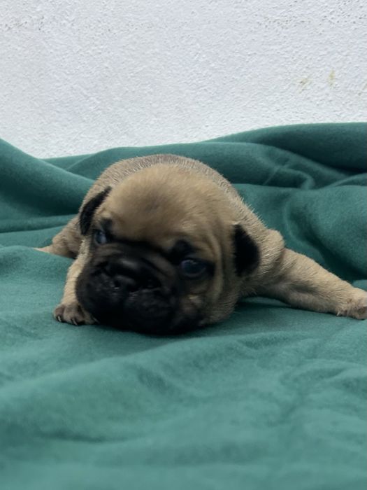 Bulldog frances Menino