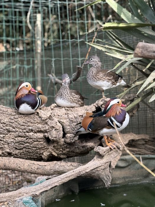 Patos mandarim jovenis nascidos este ano
