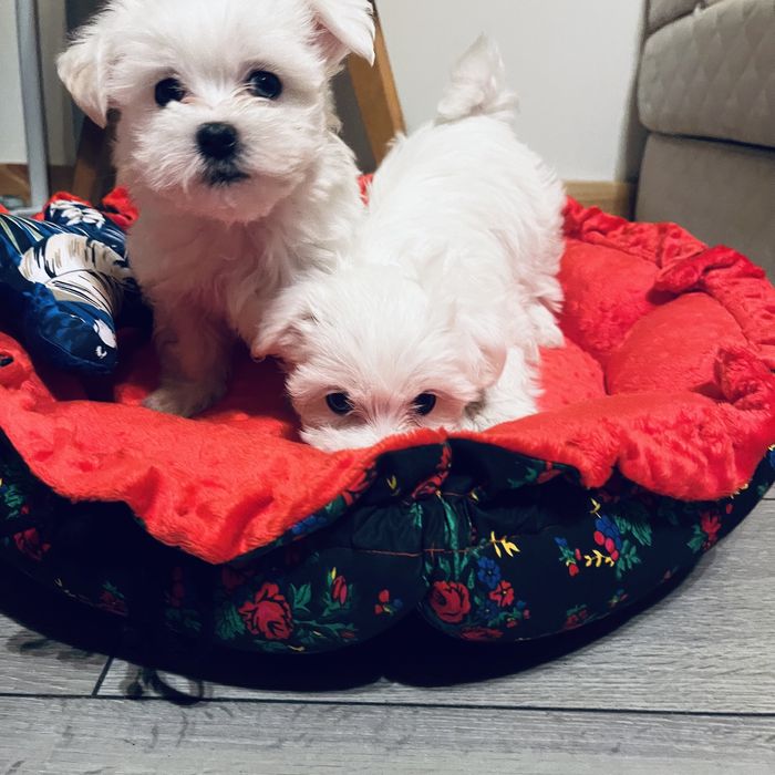 Maltańczyk miniaturka