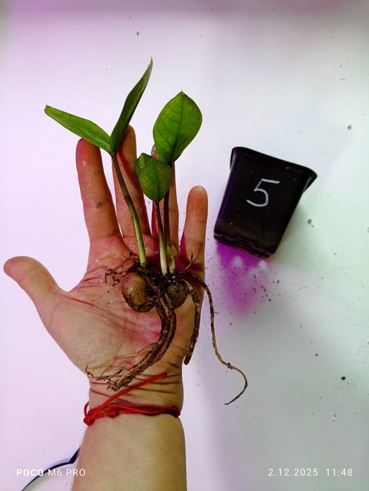 Zamiokulkas Chameleon nr 5