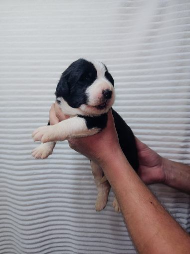 Owczarek środkowoazjatycki