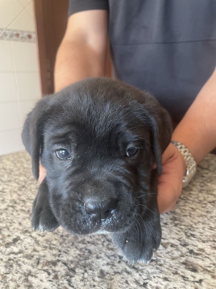 Cane Corso, ler anuncio