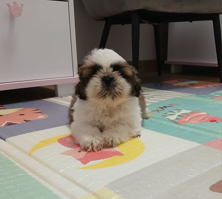 Szczeniaczek Shih-tzu z Rodowodem