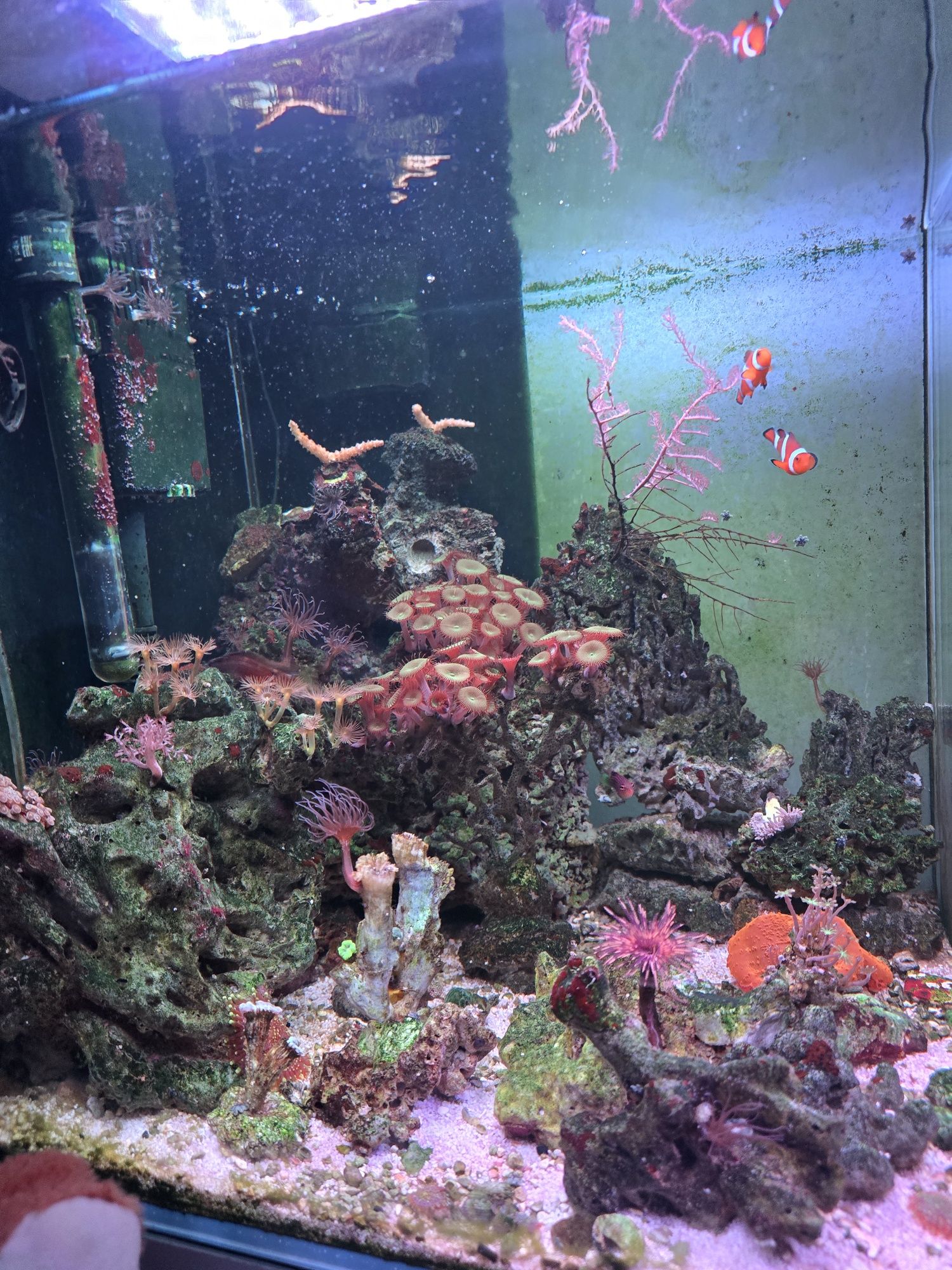 Akwarium morskie 100l