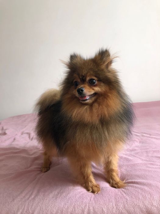 Lulu da Pomerânia Macho Mini