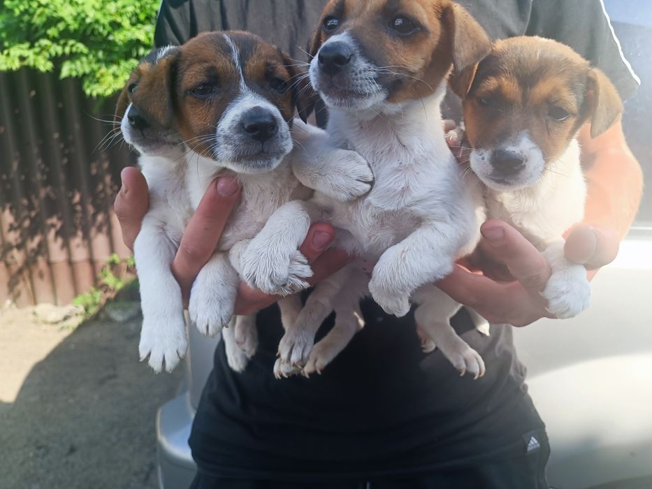 Джек-рассел-терьер мальчишки одесские