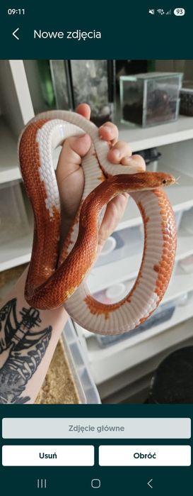 Wąż zbożowy dorosla samica