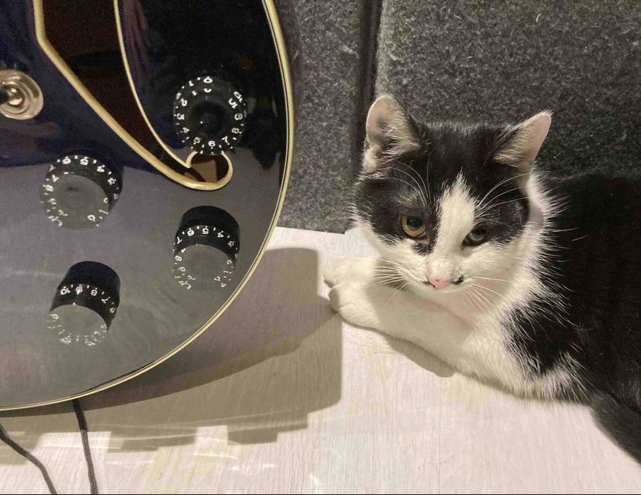 Zappa - kotka z Kociej Podwórkowej Kapeli szuka Domu