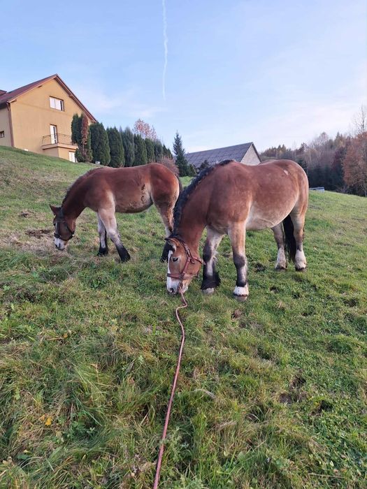 Klacz zimnokrwista z źrebica