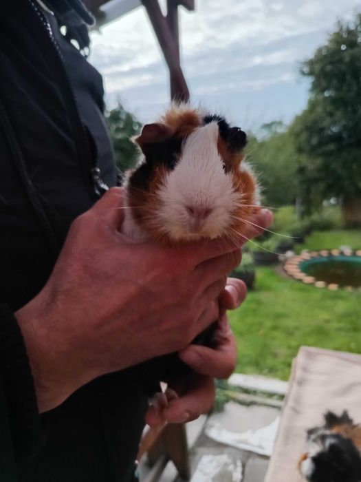 Świnki morskie szukają nowego domku